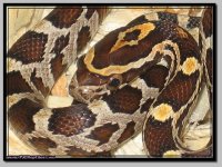 rootbeer het anery female1.jpg