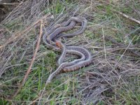 Gartersnakes.JPG