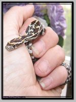 rootbeer het anery female2.jpg