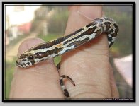 rootbeer het anery female3.jpg