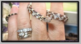 rootbeer het anery female4.jpg