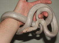 041608 vlad fs (23).JPG