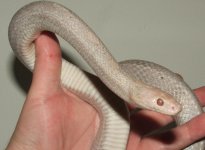 041608 vlad fs (7).JPG