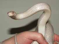 041608 vlad fs (8).JPG