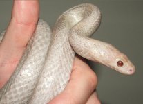 041608 vlad fs (17).JPG