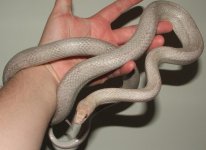 041608 vlad fs (3).JPG