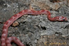 Hypoblood v 5-6-08 b.jpg
