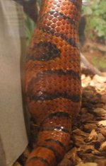 okee tail.JPG