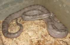 021008 violet outbru.JPG