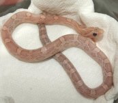 021008 lav het hypo blood m (3).JPG