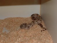 mic. 001 (Small).jpg