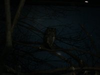 Dsc00602.jpg