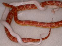 Hypo Lavender Stripe X Hypo het Lavender Stripe (AY17).jpg