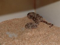 mic. 002 (Small).jpg