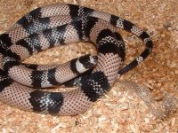 mic. 012 (Small).jpg