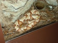 Dsc00612.jpg