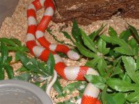 mic. 016 (Small).jpg