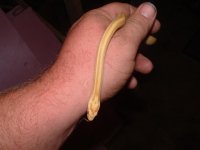 mic. 021 (Small).jpg