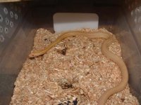 mic. 023 (Small).jpg