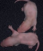 100_1722res.jpg