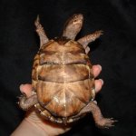 Eastern Turtle f 06-05-08 a.jpg