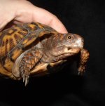 Eastern Turtle f 06-05-08 a-.jpg