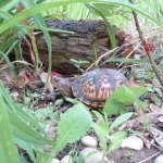 Eastern Turtle f 06-05-08 b.jpg