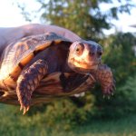 Eastern Turtle f 06-05-08 b-.jpg
