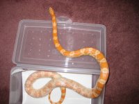 shedding.JPG