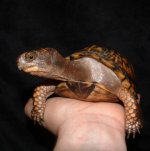 Eastern Turtle f 06-05-08 c.jpg