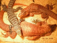 tegus.jpg tegus.jpg
