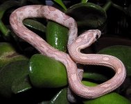 Tatters_Aztec Hypo Lav 66 Stripe.JPG