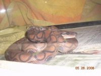 snake.jpg snake.jpg