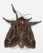 moth.jpg