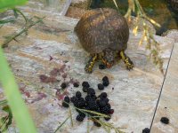 Blackberry Boxies 002.jpg