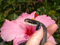 Black Racer 003.jpg