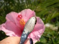 Black Racer 004.jpg