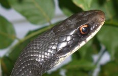 Black Racer 002cr.jpg