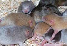 agouti.jpg