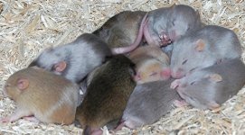 agouti2.jpg