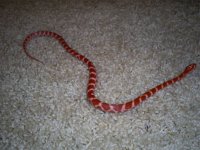 Snake4020.jpg
