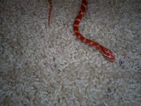 Snake4019.jpg