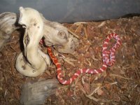 Snake4011.jpg
