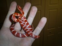 Snake4010.jpg