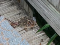 Toad 006.jpg