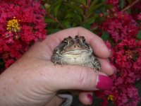 Toad 007.jpg