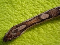 20081011_FenrirYellowNeck.jpg