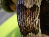 20081011_FenrirSaddle.jpg
