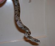 060907 isabella.jpg.jpg