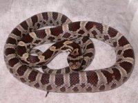 My Cornsnakes 018.jpg